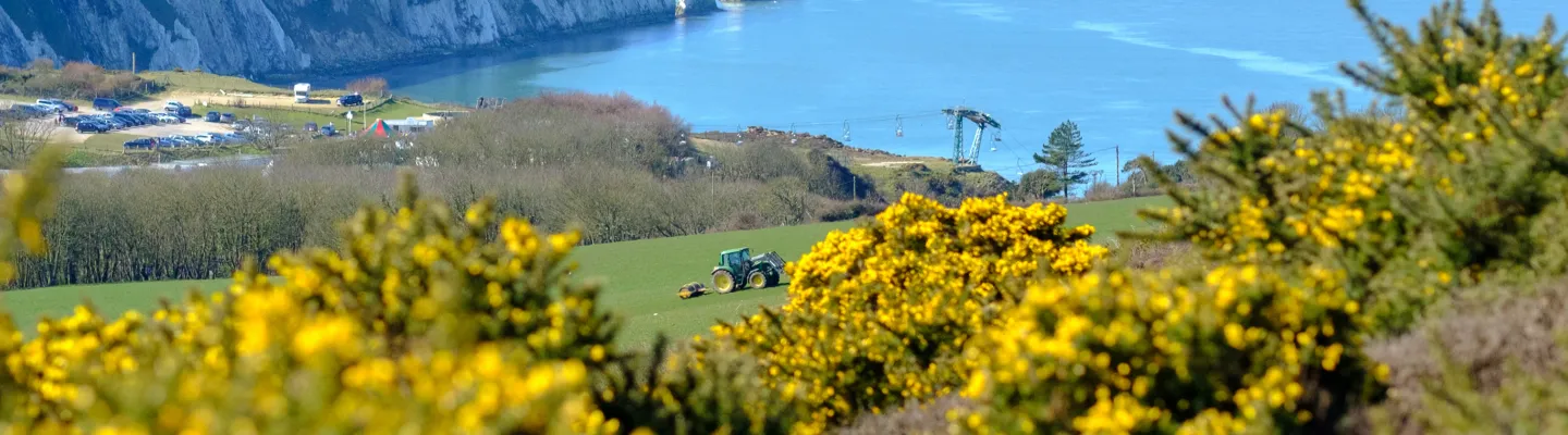 Yellow gorse in the foreground; green fields with a tractor, a parking area, and distant blue coastline with cliffs and a cable car tower.